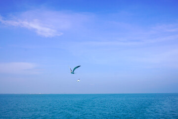 Seabirds fly high in the blue sky. Fishing bird flying high in the blue sky. Fish predator bird in clear blue sky. Flying birds looking for or sea fish. Seabirds are flying