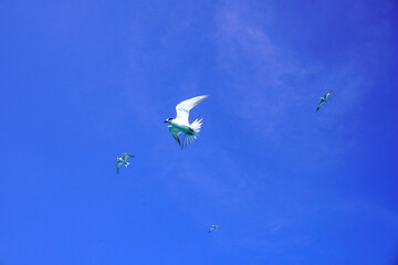 Seabirds fly high in the blue sky. Fishing bird flying high in the blue sky. Fish predator bird in clear blue sky. Flying birds looking for or sea fish. Seabirds are flying