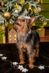 Portrait of a small pinscher dog against the background of a Christmas tree and gifts. The dog is a mixed breed of Toy Terrier and York Terrier.