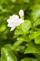 apple flower white jasmine