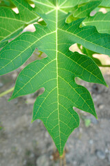 Fresh green leaf spine background. papaya leaves, galangal. natural background concept
