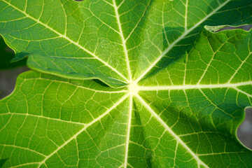 Fresh green leaf spine background. papaya leaves, galangal. natural background concept