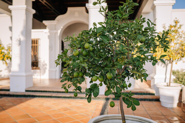 Sotogrante, Spain - January 27, 2024 -  lime tree in a pot with a white Mediterranean villa and other potted plants in the background.