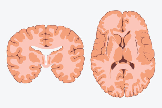human brain illustration. Horizontal and vertical cross sections through cerebrum. cross section of human brain. eps 10