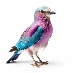 Photo of lilac roller bird isolated on white background