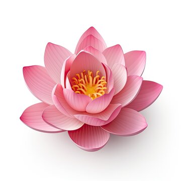 Photo of lotus flower isolated on white background