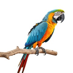 Fototapeta premium Photo of macaw isolated on white background