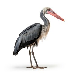 Fototapeta premium Photo of Marabou Stork bird isolated on white background
