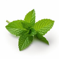 Photo of Mint leaves isolated on white background