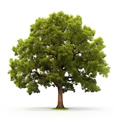 Photo of oak tree isolated on white background