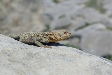 Caucasian agama, agamid lizard on the rock