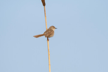 Delicate Prinia on the reed, Prinia lepida