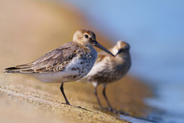 Dunlins, two waders on the shore, Calidris alpina
