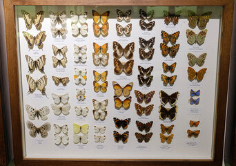 butterflies entomological collection, different colorful butterflies in a frame