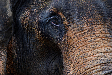 elephant head close up, Thailand