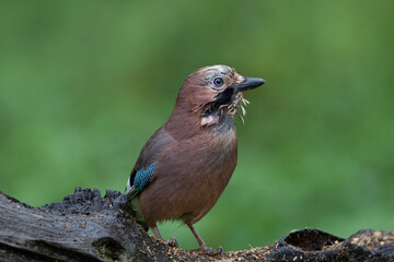Eurasian jay, a bird of Europe, Garrulus glandarius