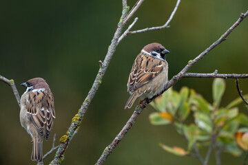 Eurasian tree sparrows on a tree, Passer montanus