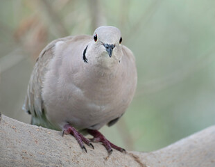 Eurasian collared dove, portrait of a bird