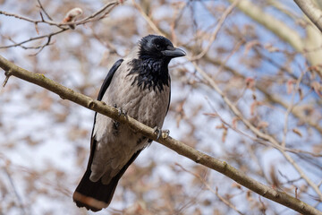 hooded crow on the tree, Corvus cornix