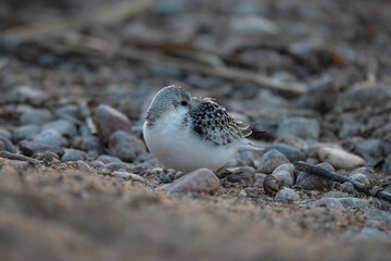 Sanderling resting on the shore, a small wading bird, Calidris alba