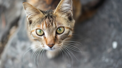 Curious cat gazing upwards with bright eyes.