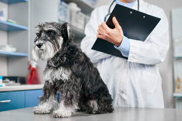 Well behaved domestic terrier dog at the veterinarian visit - obrazy, fototapety, plakaty