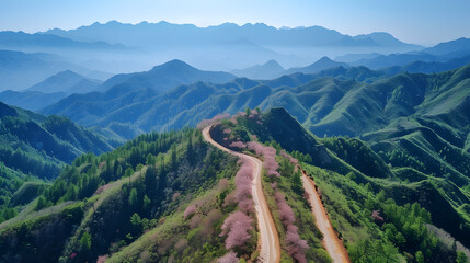 Fototapeta premium A beautiful pink sakura flower tree landscape with a dirt road going through it.
