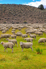 Fototapeta premium A flock of sheep grazing amidst the hills and green fields on the road to Bodie State Historic Park, a gold rush ghost town located east of the Sierra Nevada of California, western USA.