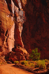 Early morning light on the Scenic Drive through the sandstone walls of Capitol Gorge, Capitol Reef National Park, Utah, Southwest USA.