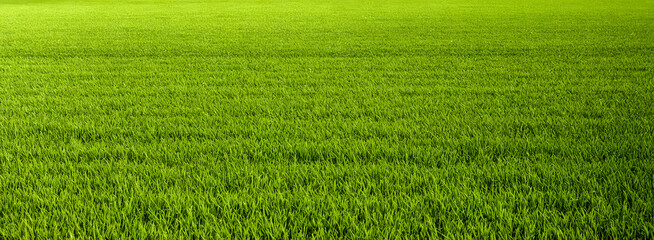 Green grass realistic texture background. Full frame shot of Grass or Lawn texture. Green fresh grass on springtime meadow on sunny day. Field of summer green grass, copy space - Powered by Adobe