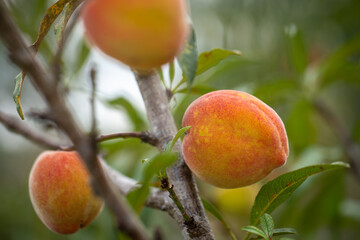 Fresh organic peaches on the tree in garden