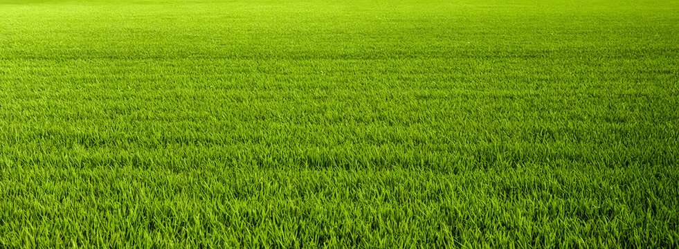 Green grass realistic texture background. Full frame shot of Grass or Lawn texture. Green fresh grass on springtime meadow on sunny day. Field of summer green grass, copy space