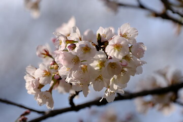 美しい桜のアップ