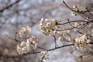 目黒川の桜
