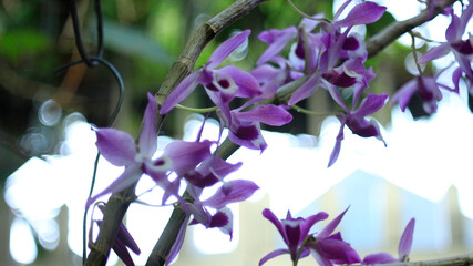 Flowers seem intended for the solace of ordinary humanity, Close-up of pink orchids blooming...