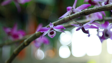 Flowers seem intended for the solace of ordinary humanity, Close-up of pink orchids blooming...