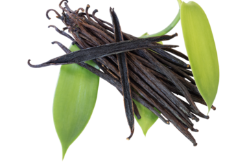 Breaking open the shell of a vanilla pod reveals many black seeds inside the pod and a sweet aroma.