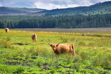 Highland cow or coo grazing in green pasture field - obrazy, fototapety, plakaty