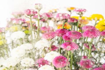 Obraz na płótnie Canvas Colourful flower arrangement. Blossoms springtime background.