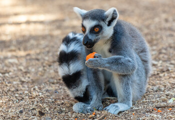 Lemur eats vegetables at the zoo