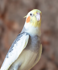 Portrait of a parrot cockatoo in nature