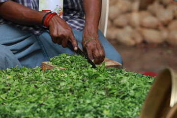 hands cutting coriander leaves, preparation of food