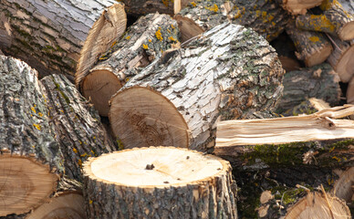 Sawn firewood in the yard