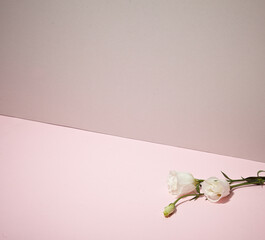 A beautiful flower and white rose against light pink and dark pink background. An empty space for...