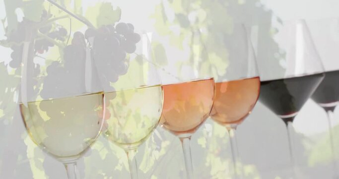 Composite of glasses of white, rose and red wine over vineyard background