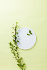 A pastel-toned light green backdrop of empty circle plate and green branch, a view of the top, a decorative podium with a flat line. An empty platform for display cosmetic products, food and props