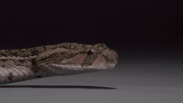 Puff adder snake extreme close up side profile nature documentary