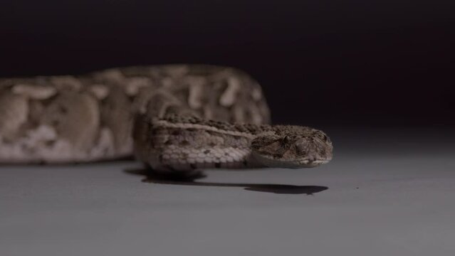 Puff adder looking at camera slow motion tongue nature documentary