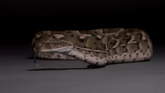Puff adder snake cinematic slow motion on black nature documentary