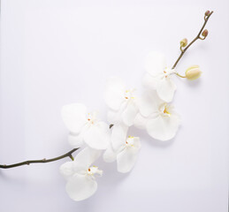 a beautiful spring flower against a white paper background. top view. An empty space for display cosmetic products, food and props.